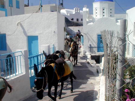 Donkeys in Lindos