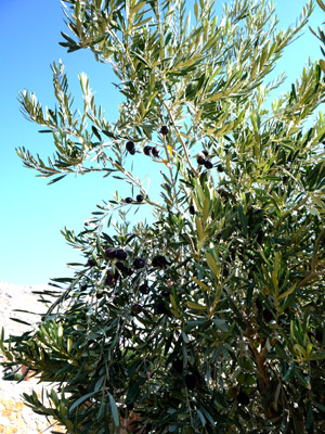 Olive Tree